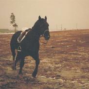 Anden særlig race Kimmie