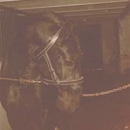 Anden særlig race Kimmie