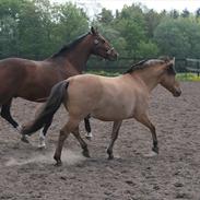 Anden særlig race Joker mit liv .. solgt)':