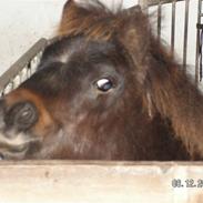 Shetlænder Don Jack