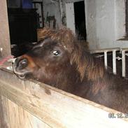 Shetlænder Don Jack