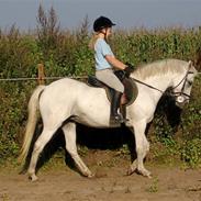 Welsh Pony af Cob-type (sec C) Meggie