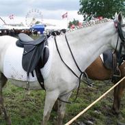 Welsh Pony af Cob-type (sec C) Meggie