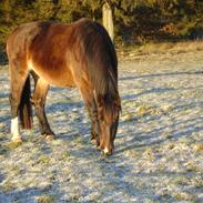Oldenborg Chanell SOLGT