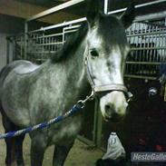 Anden særlig race Charmant [Himmelhest]