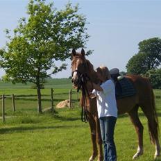 Dansk Varmblod playboy blitz  R.I.P