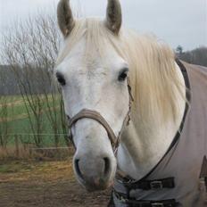 Shagya Araber (SH) Azeem mellemgård