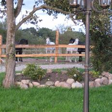 Shagya Araber (SH) Azeem mellemgård