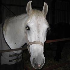 Shagya Araber (SH) Azeem mellemgård