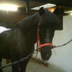 Anden særlig race Beauty