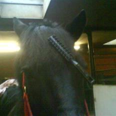 Anden særlig race Beauty