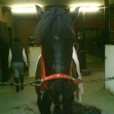 Anden særlig race Beauty