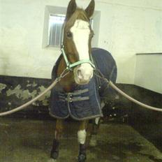 Welsh Pony (sec B) Horatio Aka Missy (solgt)