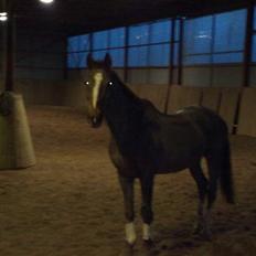 Dansk Varmblod Destiny