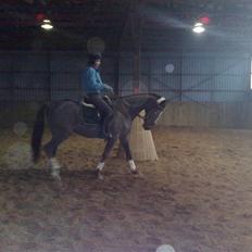 Dansk Varmblod Destiny