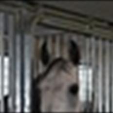 Sportsaraber (A) toujour R.I.P