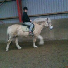 Fjordhest Happy Fjordlyst <3