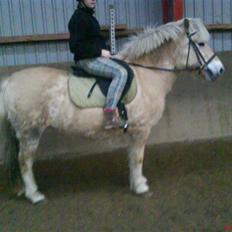 Fjordhest Happy Fjordlyst <3