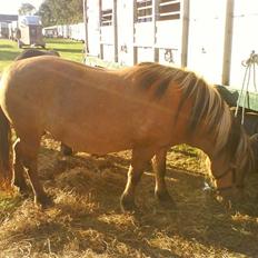 Anden særlig race Viola  (solgt)