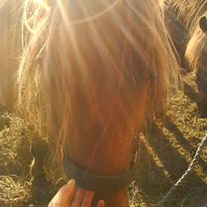 Anden særlig race Viola  (solgt)