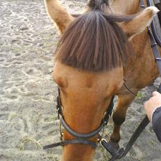 Anden særlig race Viola  (solgt)