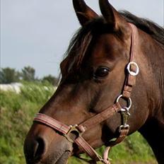 Anden særlig race Chica