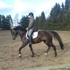 Anden særlig race Chica