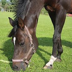 Anden særlig race Chica