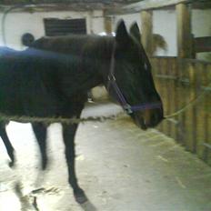 Dansk Varmblod sannig c.s(S.D.I.M) R.I.P