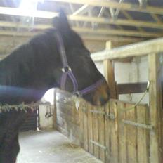 Dansk Varmblod sannig c.s(S.D.I.M) R.I.P