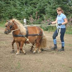 Shetlænder Sdr. Dams Hansina