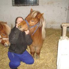 Shetlænder Sdr. Dams Hansina