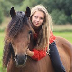 Welsh Cob (sec D) Stallone