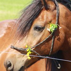 Welsh Cob (sec D) Stallone
