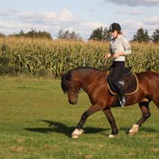 Welsh Cob (sec D) Stallone