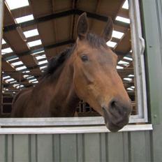 Dansk Varmblod Swan-Lee <3 tidligere hest :'/