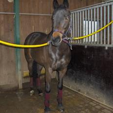 Dansk Varmblod Swan-Lee <3 tidligere hest :'/