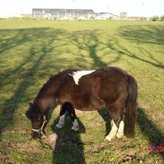 Shetlænder Rosa 