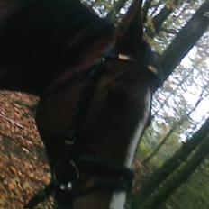 Anden særlig race Sevilla