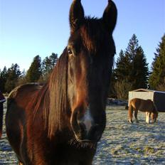 Oldenborg Chanell SOLGT 