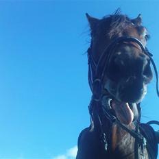 Anden særlig race Rubin<3