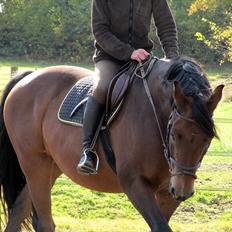 Anden særlig race Rubin<3