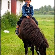 Shetlænder Stald Krogaarden's Ib