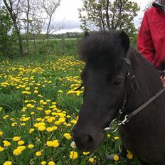 Shetlænder Stald Krogaarden's Ib