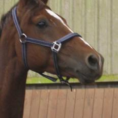 Dansk Varmblod FV DON AMOUR