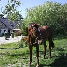 Dansk Varmblod FV DON AMOUR