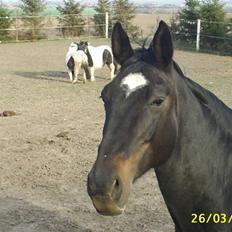 Dansk Varmblod Verona RIP