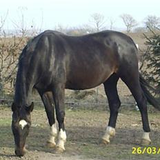 Dansk Varmblod Verona RIP