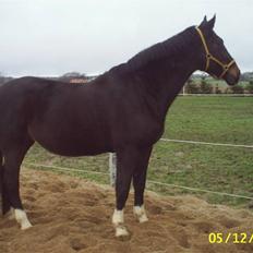 Dansk Varmblod Verona RIP