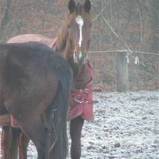 Dansk Varmblod FV DON AMOUR